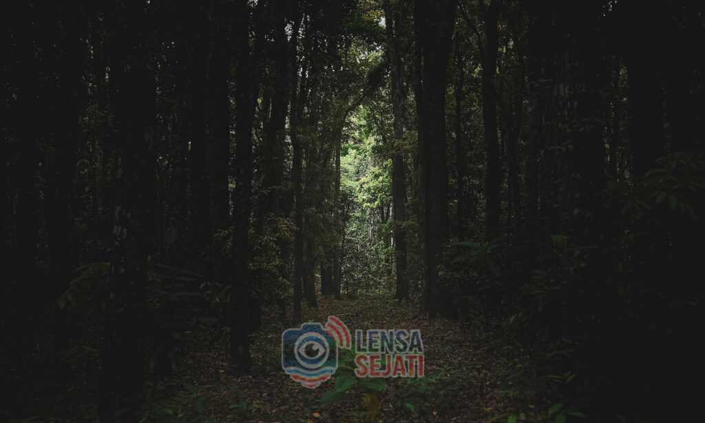 Hutan Bambu Wonorejo