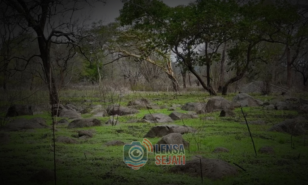 Taman Nasional Baluran: Hutan Angker di Ujung Timur Jawa