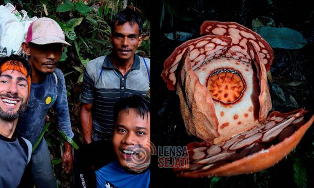 Rafflesia