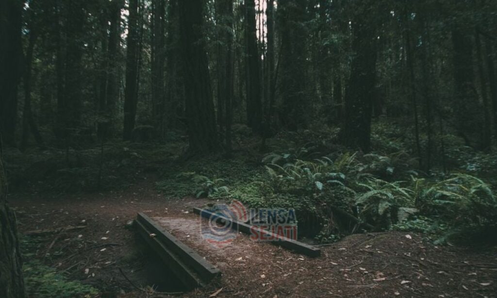 Misteri Hutan Larangan